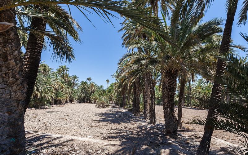 Palmeral van Elche: wandelen door het grootste palmbos van Europa