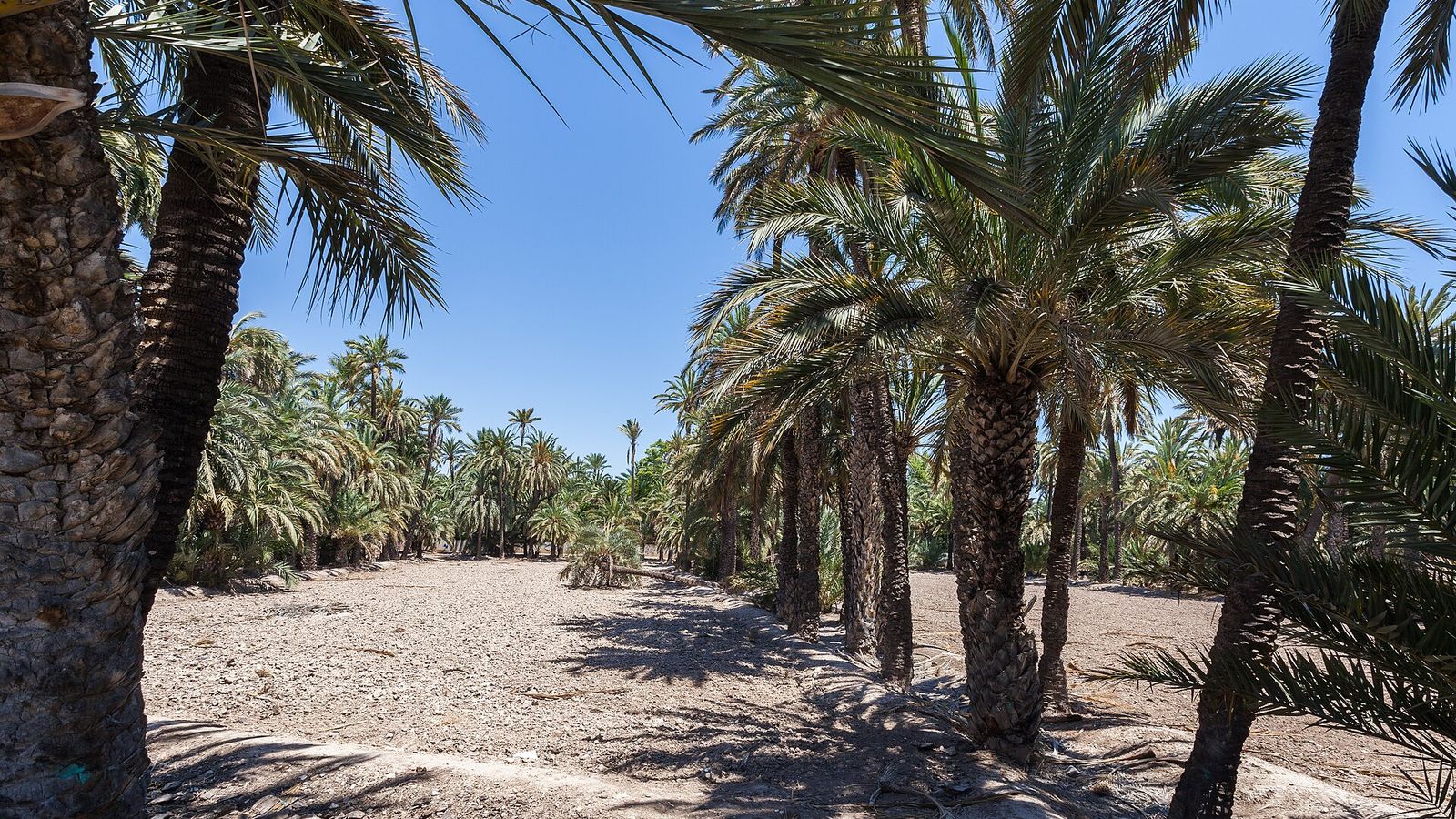 Palmeral van Elche: wandelen door het grootste palmbos van Europa